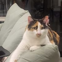 Photo of Mia Calico
