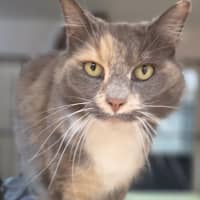 Photo of Rosie