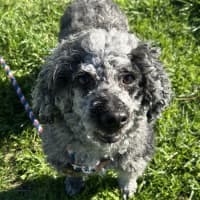 Photo of Cooper