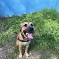 Photo of Peanut