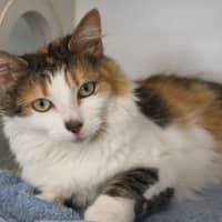 Photo of Honey