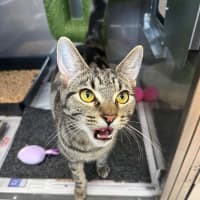 Photo of Skipper
