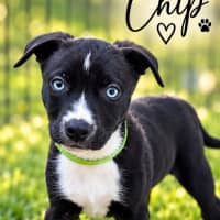 Photo of Chip