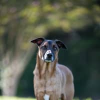 Photo of Fenrir