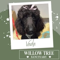 Photo of Vada