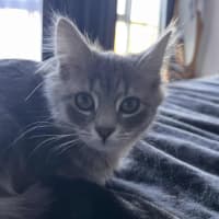 Photo of Trowel   In Foster Care In Greensborough