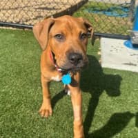 Photo of Penny