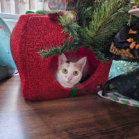 Photo of Mia Meet Me@Petstock Keysborough Store 