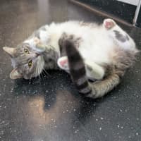 Photo of Opal