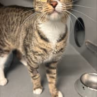 Photo of Willow (Ex Nami)