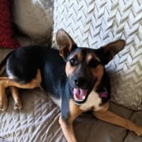 Photo of Sheba