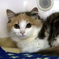 Photo of Wren Sta012862