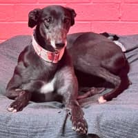 Photo of Judy The Greyhound