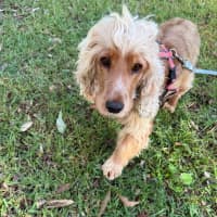Photo of Honey