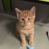 Photo of Mr. Snuggles