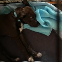 Photo of Socks   3 Month Old Bull Arab X Kelpie