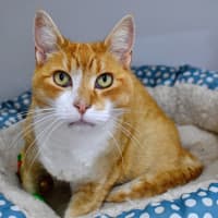 Photo of Dorian Grey