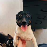 Photo of Lilo