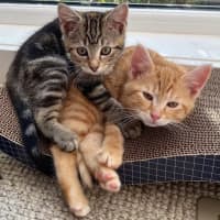 Photo of Saffron & Paprika (Located In Croydon South)