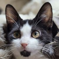 Photo of Pickle