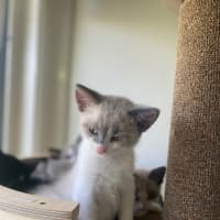 Photo of Butterscotch