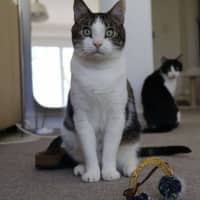 Photo of Turtle & Sylvester 