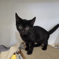 Photo of William Brisbane