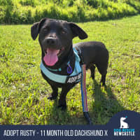 Photo of Rusty   11 Month Old Dachshund X