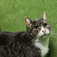 Photo of Fluffy (Bonded With Micki)