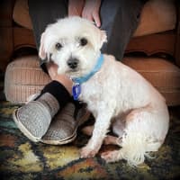 Photo of Angel 😇9yo, Maltese X Shih Tzu (On Trial 4/11/24)