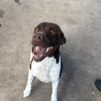 Photo of Cedar