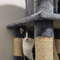 Photo of Apollo