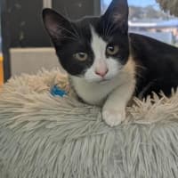 Photo of Slifer The Sky Dragon