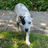 Photo of Niobe