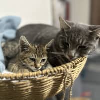 Photo of Astro The Grey Tabby