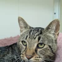 Photo of 🚆 Thomas 5953 🚆