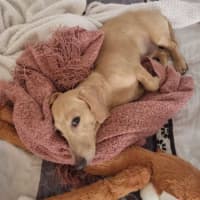 Photo of Archie