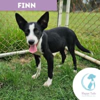 Photo of Finn