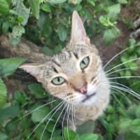 Photo of Akari 