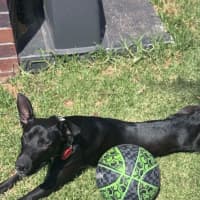 Photo of Bella