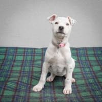 Photo of Stella