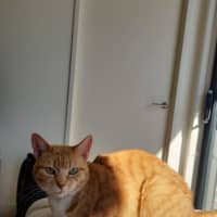 Photo of Goldie