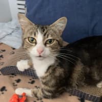 Photo of Possum  Meet Me At Pe Tstock Milperra!