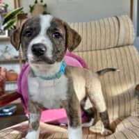 Photo of Buzzer