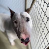 Photo of Pooch