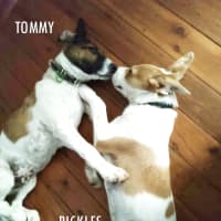 Photo of Tommy & Pickles
