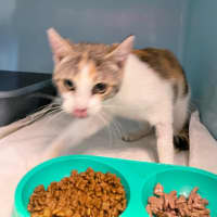 Photo of Daisy Nibbles