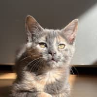 Photo of Kuromi