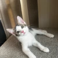 Photo of Banshee