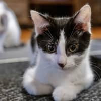 Photo of Batman